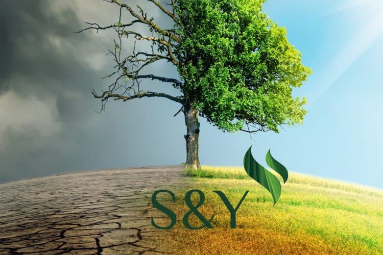 tree sy podcast logo