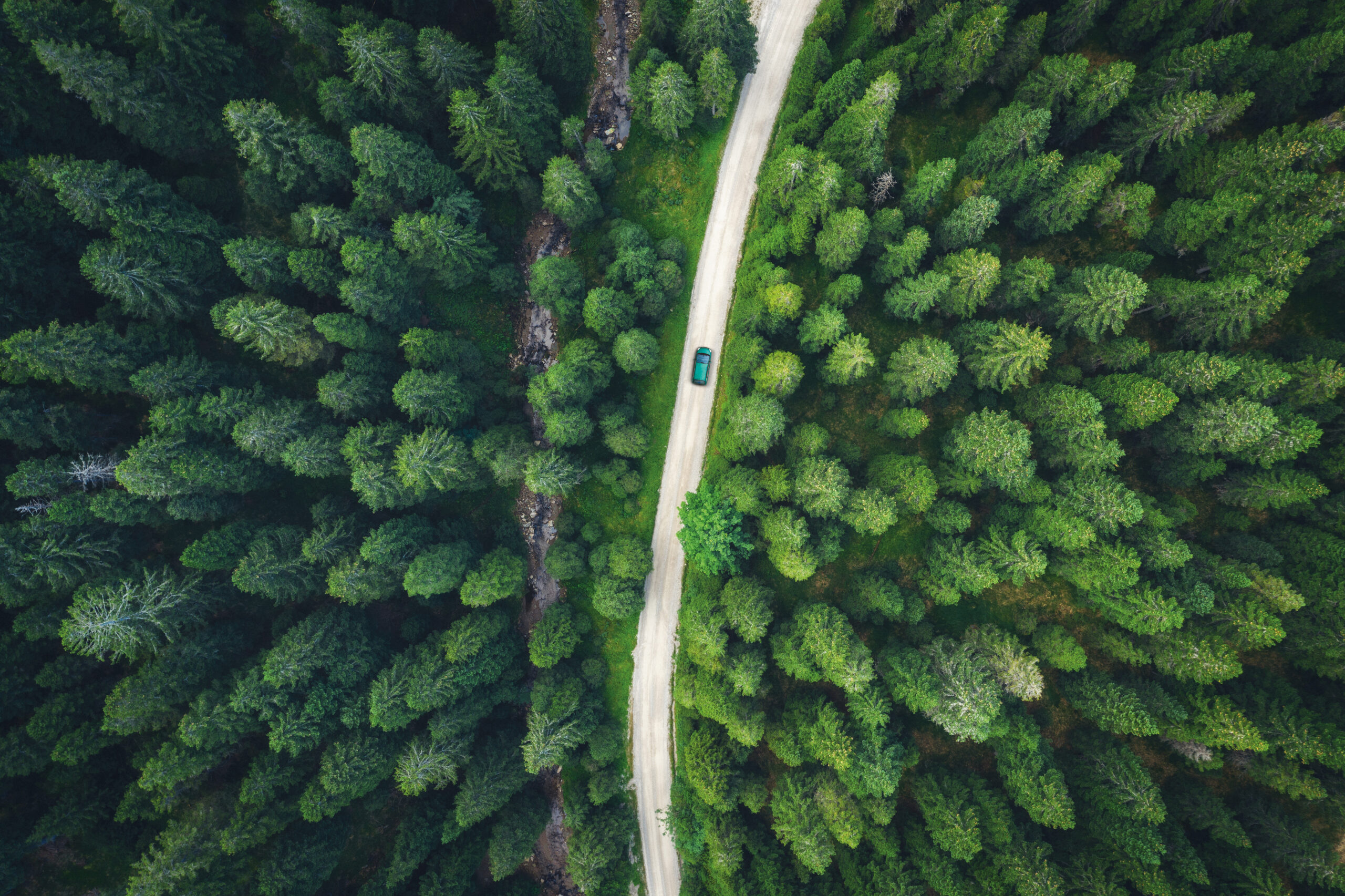 Red car driving on idyllic country road through the green pine forest.