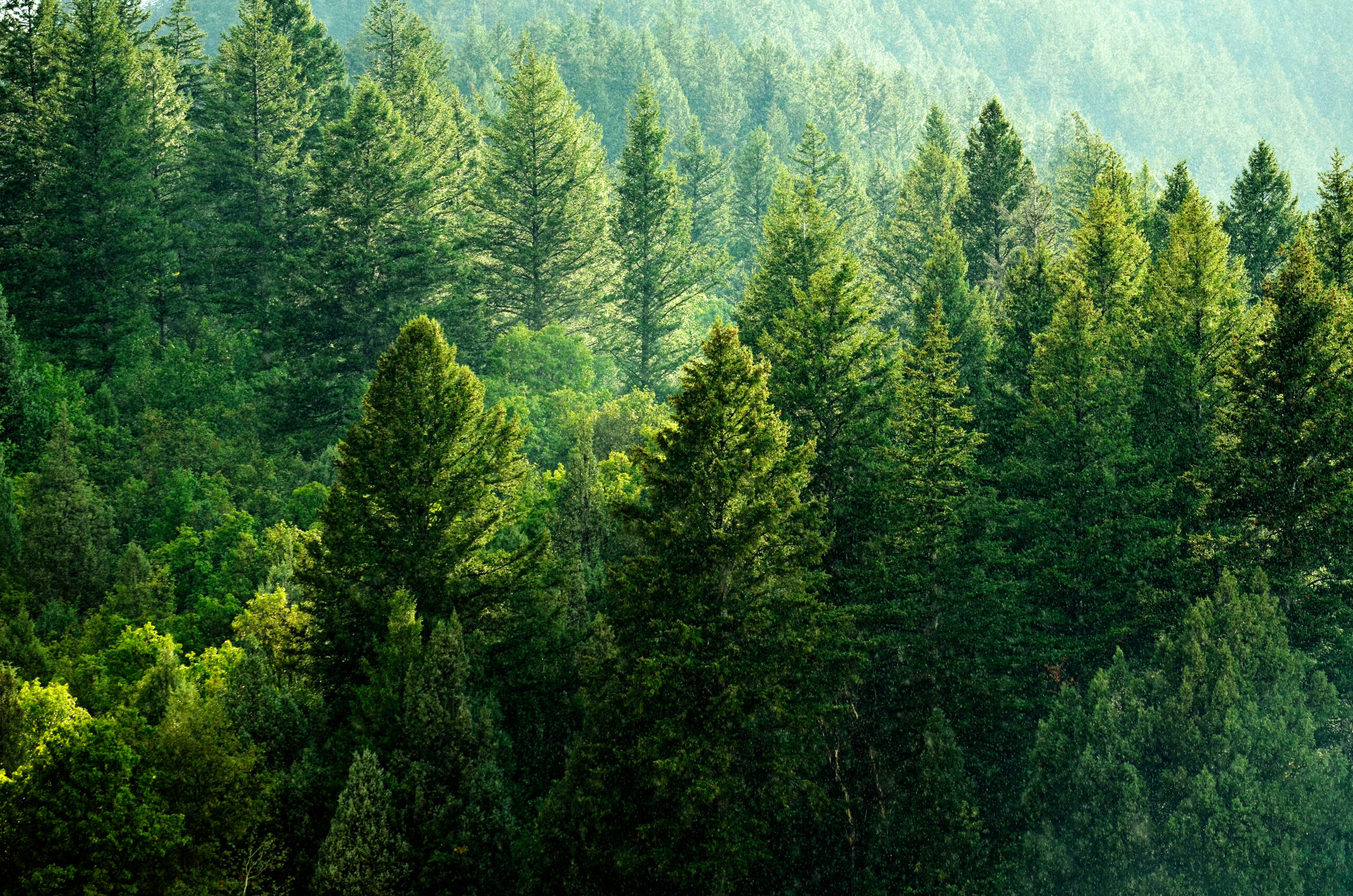 landscape picture: drone shot of forest