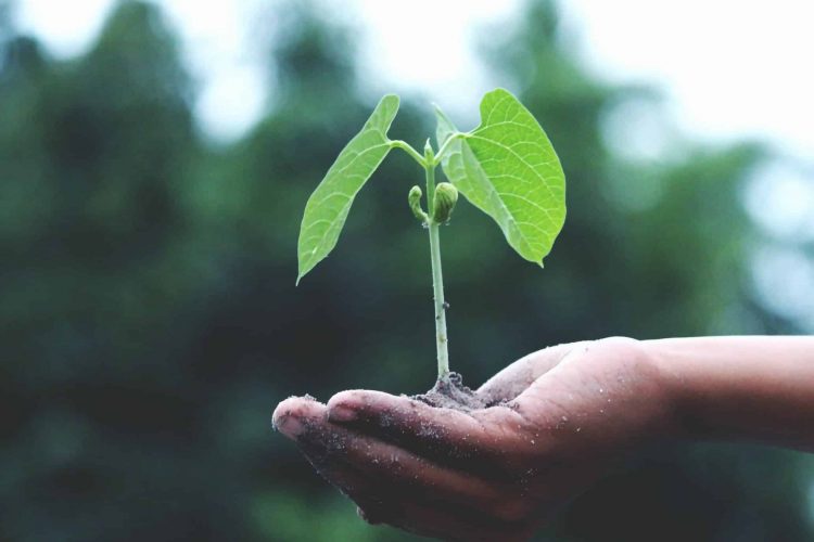 picture of small plant in a hand